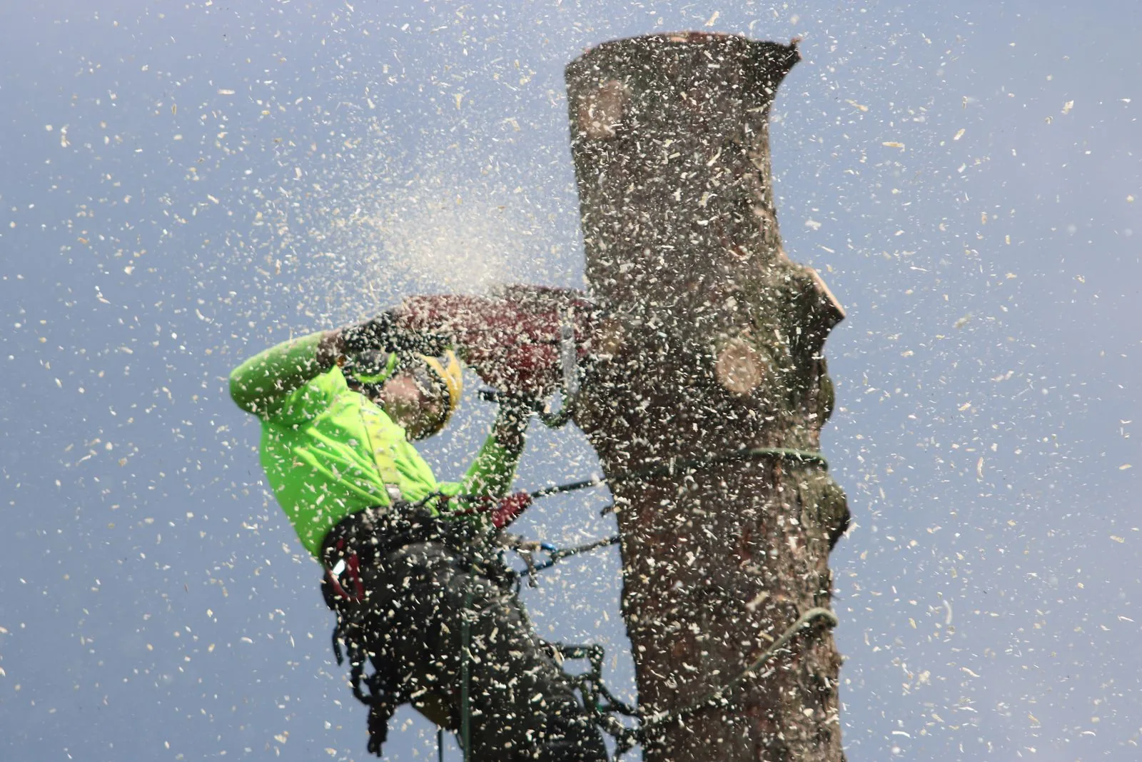 Ridge & Root — Tree Service Website
